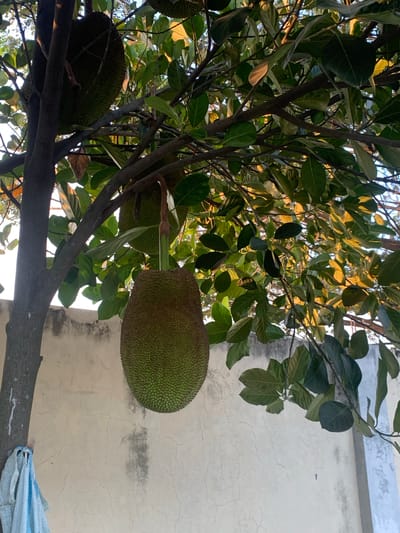 A jackfruit tree with large, green jackfruits hangs in front of a light-colored, textured wall. The tree has a thick trunk and branches covered in dark green leaves. Sunlight filters through the leaves, casting golden hues on some of them. The wall exhibits a cracked surface, indicative of age or weathering. A piece of blue and white cloth is tied to the tree trunk on the left side of the image. The scene appears to be outdoors, possibly in a residential area given the presence of the wall and the cloth. The location is identified as Botok, Indonesia.