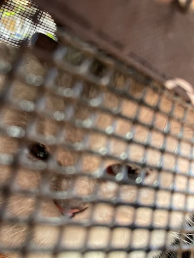The image shows a close-up, blurry view of several small, dark insects with visible antennae and segmented bodies. They appear to be clustered on a coarse, mesh-like surface, possibly a cage or enclosure. The lighting suggests an indoor setting, possibly during the day. The background is out of focus, but hints of brown and white tones are visible, suggesting a soft bedding or substrate within the enclosure. The overall impression is one of examining a collection of insects up close, with the mesh acting as a barrier. The specific type of insect and the purpose of their enclosure are not discernible due to the blurriness and close-up perspective. No text is visible in the image.