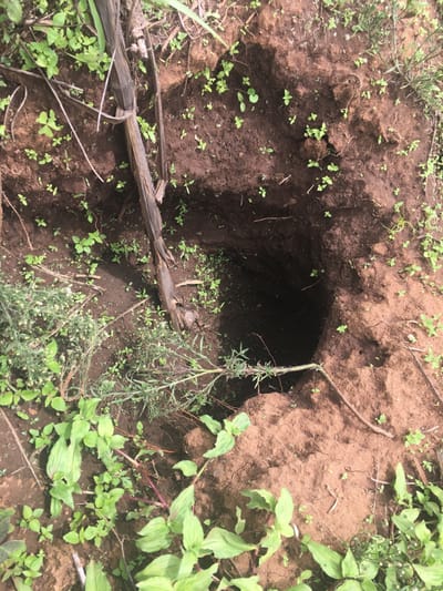 The image displays an open, dark, and seemingly deep excavation hole in the ground, located in Limuru, Kenya. The hole, with an irregular circular to oval opening, is surrounded by dark brown, disturbed soil exhibiting clods of earth, indicative of recent digging. Sparse green vegetation, comprising small broadleaf plants and sprouts, populates the less disturbed areas. A dried, dark brown fibrous plant stalk lies diagonally from the upper-left toward the center-left of the frame, partially over the disturbed soil. A thinner, branched green plant stem rests near the lower-right edge of the hole's opening. No individuals, animals, or other man-made objects are visible within the frame.