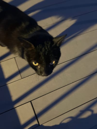A black cat sits on a surface made of light-colored rectangular planks with dark, angled shadows cast across them. The cat's head is turned to its right, revealing one eye that glows in the light. The scene appears to be outdoors, possibly a deck or patio. Location in Puerto Rico, Spain, cannot be verified from the image.