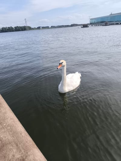 A white swan swims in the dark water of a canal in Almere, Netherlands. The swan is in the center of the frame, facing left with its head turned towards the viewer. The canal is wide, with a wooden embankment visible in the lower left corner. In the background, there are trees, a large modern building with a glass facade, and a pylon with power lines. The sky is partly cloudy.