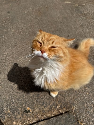 An overhead shot captures an orange and white cat lying on a textured gray surface, possibly asphalt or concrete. The cat's eyes are mostly closed, with one visible eye squinting slightly, suggesting a relaxed or drowsy state. Its fur is long and fluffy, with a prominent white ruff around its neck. Long white whiskers fan out from its muzzle. Sunlight casts a distinct shadow of the cat on the ground to its right. The ground surface appears to be outdoors, with some dried organic debris, like straw or grass, scattered in places, particularly towards the right side of the frame. The lighting and the cat's pose indicate it is daytime, likely sunny. The setting appears to be a natural or semi-urban outdoor environment. No text is visible in the image.