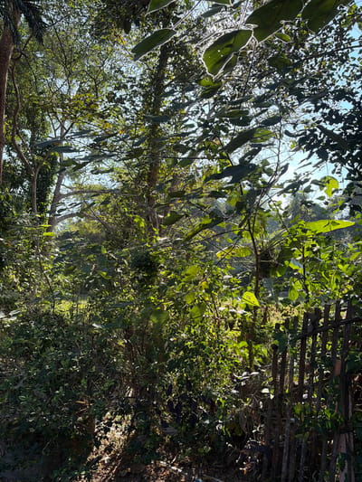 A vibrant green canopy fills the frame, sunlight piercing through a dense array of leaves, creating dappled patterns. A collection of thin, elongated leaves with bright outlines hangs down. A rustic fence of wooden poles fades into the foliage to the right, suggesting a boundary. The scene exudes a natural, wild atmosphere, possibly captured in a forest or dense garden.