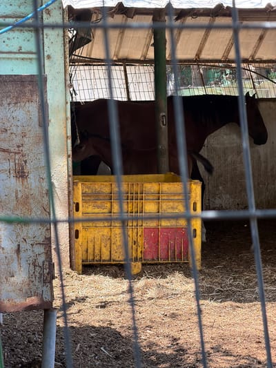 A brown horse stands inside a fenced enclosure in Zvulun Regional Council, Israel. A yellow and red crate is next to the horse. Hay is visible on the ground near the crate. A building's exterior is visible in the background. The scene is viewed through a wire mesh fence.