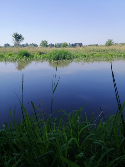 The image depicts a calm, blue body of water, likely a river or canal, reflecting the clear sky and the surrounding vegetation. In the foreground, lush green grass and reeds grow along the bank, partially obscuring the view of the water. Beyond the water, a strip of land is covered with a variety of green and brown grasses, with scattered trees dotting the horizon. The sky is a pale, cloudless blue, indicating a clear day. The overall impression is one of a peaceful, natural landscape.

The specific location in Lanivtsi, Ukraine, is a rural or semi-rural area characterized by the presence of water and abundant vegetation, suggesting a setting near a natural waterway, common in many Ukrainian towns and cities.