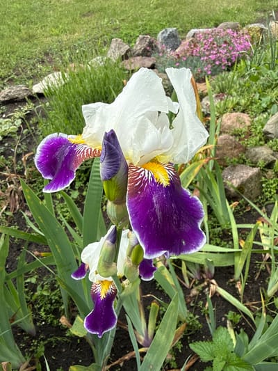 The image shows a close-up of a white and purple iris flower blooming in a garden. The flower has large white petals with delicate purple edges and a vibrant purple interior marked with yellow and white veins. Several buds of the same flower are visible, some already showing their purple tips. The iris is surrounded by its characteristic green, sword-like leaves. In the background, there are rocks of various sizes, some covered with moss, and patches of pink flowers. The ground is dark soil with some scattered green foliage. The overall setting suggests an outdoor garden in a naturalistic style. The image does not contain any people or any indication of activity. The location is identified as Užliekniai, Lithuania.