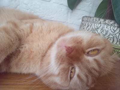 The image shows an orange tabby cat lying on a wooden surface. The cat's fur is light orange with darker orange stripes. Its eyes are open and yellow. To the right of the cat, a decorative pot with a floral pattern is visible, and behind the cat, a white brick wall is present. A green leaf from a plant can be seen in the upper right corner of the image. The location in the city of Terebovlia, Ukraine, is not ascertainable from the visual information provided.