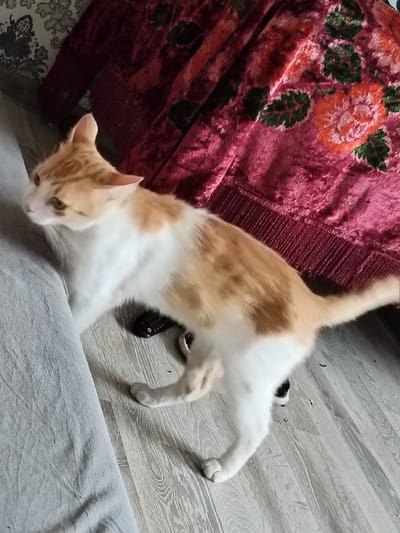An orange and white cat is standing on a light-colored wooden floor next to a grey sofa. Behind the cat is a red velvet blanket with a floral pattern. A black remote control is on the floor near the cat's front paws. The scene appears to be indoors, possibly in a living room. The image does not provide any information about the city of Ucrainca, Moldova.