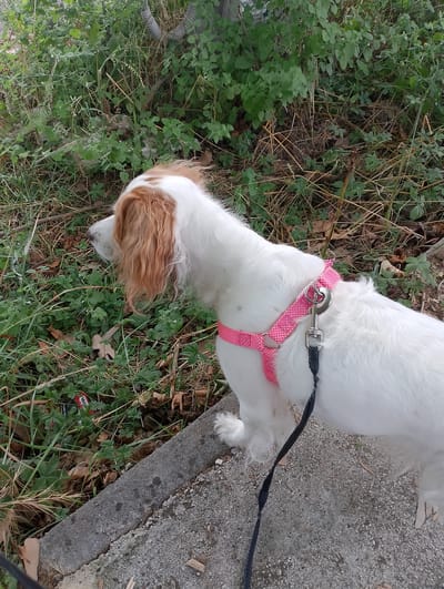 A white dog with tan markings on its ears and head stands on a concrete path next to an area of lush green foliage. The dog is wearing a bright pink harness with a silver clasp and a black leash. The dog is facing left, looking down into the grass and leaves. There are dried leaves and twigs scattered on the ground. In the background, there are many green plants and some dry, brown stems. A gray, corrugated pipe is visible near the top of the frame. A small portion of a red and white label from a discarded item is visible within the foliage. The scene appears to be outdoors, possibly in a park or a natural area. The lighting suggests it is daytime.