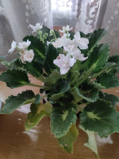 A close-up, high-angle shot features a potted African violet plant with numerous delicate white flowers and dark green, ruffled leaves. The plant sits on a wooden surface, likely a table, with a softly blurred background of light-colored curtains. The image does not provide any information or context related to the city of Тюмерево, Russia, or any people or actions.