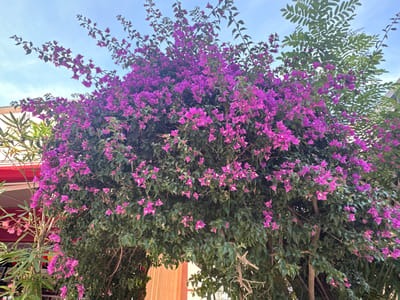 A vibrant bougainvillea plant with abundant purple bracts forms an archway. The plant is lush with dark green leaves and branches. In the background, a bright blue sky with scattered white clouds is visible. To the left of the bougainvillea, a building with a red awning and a portion of a light-colored facade can be seen. To the right, a glimpse of a light brown wooden wall suggests the presence of a structure. The scene is likely located outdoors, possibly in a garden or along a street in the city of Hyères, France, given the characteristic Mediterranean vegetation.
