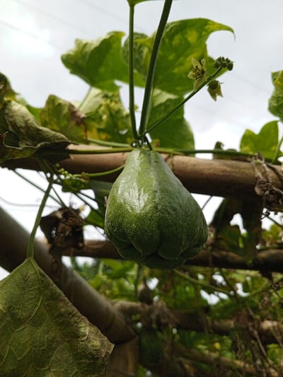 A close-up, upward-angled forensic image captures a single, unripe, dark green chayote fruit (Sechium edule) suspended from its vine. The fruit, roughly pear-shaped with faint lobed indentations at its base, exhibits a waxy, subtly speckled surface with reflective highlights. A small, dark insect is present on the fruit's left side. The chayote vine, characterized by slender green stems and tendrils, supports several large, variegated green leaves, some displaying yellowing or brown discoloration. Small, pale yellow flowers and developing buds are visible among the foliage in the upper right quadrant, with a tiny insect observed on one flower. The vine is trained upon a rustic trellis constructed from rounded, light-brown wooden or bamboo poles, some segments of which are entwined with dried plant matter. The background consists of a bright, overcast sky and indistinct green foliage. The scene is located in the city of Silvino Lobos, Philippines.