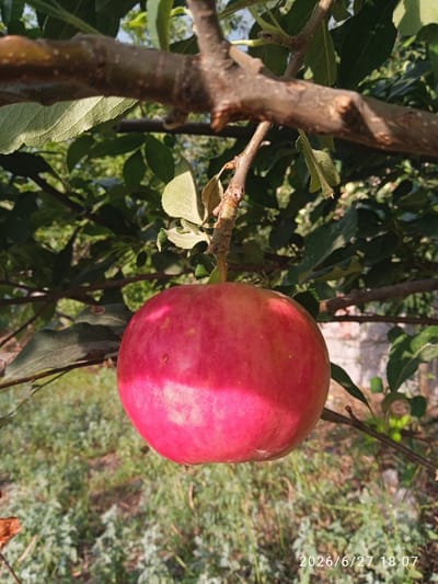 This is a medium shot photo of a single, ripe apple hanging from a tree branch. The apple is a vibrant red with some lighter pinkish hues and small white speckles. It is the primary subject, positioned in the lower center of the frame. The apple is surrounded by green leaves of the tree, some of which are also in focus, while others are blurred in the background. The tree branch itself is a prominent feature, running horizontally across the upper half of the image, with a rough, textured surface.
The background depicts a natural outdoor scene. The ground below the tree is covered in low-lying green vegetation, suggesting a garden or orchard setting. Sunlight filters through the leaves, creating a dappled effect and highlighting the apple. In the far background, a hint of a white structure, possibly a wall or building, is visible, partially obscured by the foliage.
The lighting suggests it is daytime, with warm, natural sunlight illuminating the scene. The overall mood is peaceful and serene, evoking the feeling of a bountiful harvest or a simple moment in nature.
Visible text at the bottom right of the image reads "2026/6/27 18:07", indicating the date and time the photo was taken. The location context is Kurganabad, Uzbekistan.