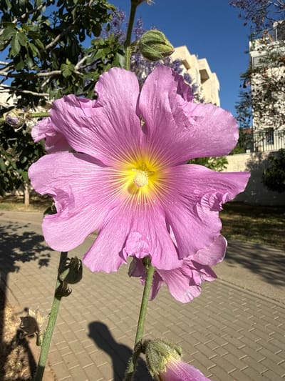 A close-up shot of a large, light purple flower, possibly a hibiscus or related species, with a bright yellow center. The flower appears to be in full bloom with textured petals. Several flower buds are also visible on the green stem.

The background includes urban elements; the top left shows the corner of a white building against a clear blue sky. A paved walkway or road is visible in the background, along with some foliage suggesting a garden or park. There are shadows on the pavement, indicating it is daytime and the sun is shining.

The location appears to be an urban area, potentially Ariel, Palestinian Territories, based on the building style and general environment. No people or animals are visible in the frame. The focus is mainly on the flower and its immediate surroundings.