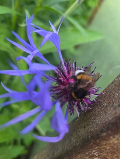 The image shows a close-up, top-down view of a bumblebee on a purple flower. The bumblebee is fuzzy with black and yellow stripes, and its wings are blurred, indicating movement. The flower has spiky purple petals and a dark center. In the background, green foliage is visible, slightly out of focus. To the right of the flower, a textured, brown, possibly metallic or stone surface runs diagonally. The overall lighting suggests it is daytime. The location is Mazie Garanči, Latvia.