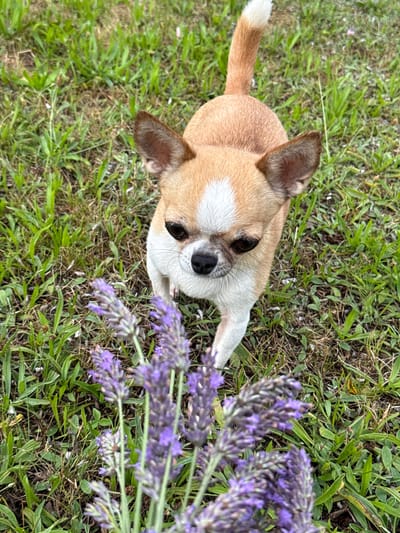 A light brown and white Chihuahua dog stands on a patch of grass, looking down at a cluster of purple lavender flowers in the foreground. The dog is facing the camera with its head tilted slightly. The grass is green and somewhat dry in places. The background is out of focus. The image appears to have been taken outdoors. There is no indication of the location in the city of Lauchhammer, Germany.