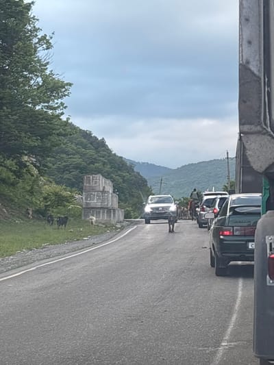 The image captures a traffic jam on a two-lane road in Aranisi, Georgia. Several cars are stopped, including a green sedan, a white SUV, and others further back. On the side of the road, a group of goats are grazing on a grassy slope next to a stack of concrete blocks. A dark-colored dog walks on the road in front of the stopped traffic. In the background, lush green mountains rise under a cloudy sky. A man is visible on horseback in the distance, part of the traffic.