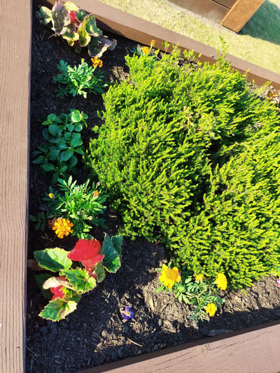 The image shows a raised garden bed filled with a variety of plants and flowers. The bed is constructed of brown wood planks. In the center of the bed is a large, dense green shrub, possibly a conifer or heather. To the left of the shrub are several other plants, including a begonia with multi-colored leaves (red, green, and yellow), a cluster of small green plants, and some marigolds with orange and yellow flowers. To the right of the shrub, there are yellow marigolds. The ground is covered with dark mulch. Sunlight casts shadows across the scene, indicating it is outdoors. The image does not depict any people or specific location markers that would allow for identification of the city of Melling, United Kingdom.