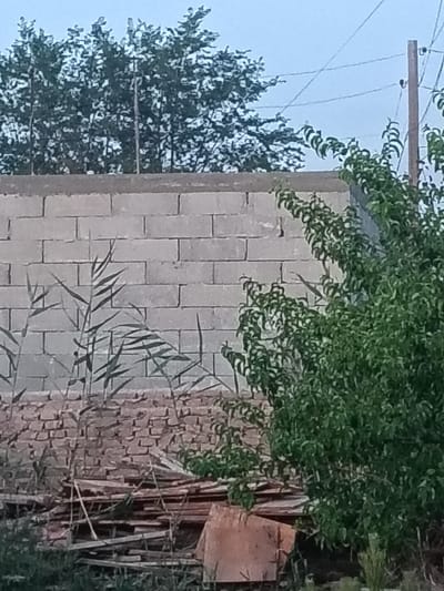 The image depicts an outdoor scene in Altinkul, Uzbekistan. A wall constructed from light-colored concrete blocks runs horizontally across the mid-section of the frame. Above the block wall, a dense canopy of dark green trees is visible against a pale blue sky. To the right of the wall, a wooden utility pole with wires attached stands vertically. In the foreground, a cluster of tall, thin, reedy plants with long, slender leaves grows in front of the block wall. Below the reedy plants, a pile of rough-hewn wooden planks and a piece of reddish-brown material are stacked and scattered on the ground, partially obscured by grass. The overall environment appears to be somewhat undeveloped or under construction.