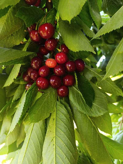 In Pokrovske, Ukraine, a close-up photograph captures a cluster of ripe, dark red cherries hanging from a tree branch amidst lush green leaves. The cherries, glossy and plump, are densely packed together, with a single lighter-colored, less ripe cherry visible amongst them. Sunlight filters through the foliage, creating a dappled effect and highlighting the texture of the leaves and the smooth surface of the fruit. The image focuses solely on the natural bounty of the cherry tree, with no humans or man-made objects in view.