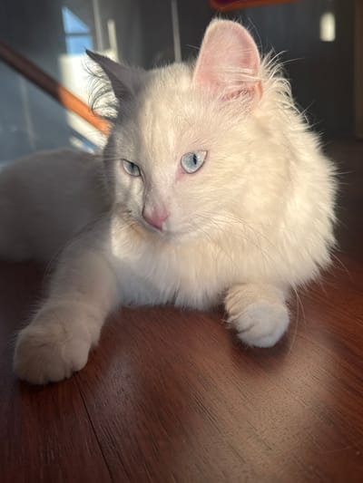 A white cat with blue eyes lies on a wooden floor, illuminated by sunlight. The cat is facing left with its head turned towards the viewer. Its fur is long and fluffy, and its ears are pointed and partially covered in tufts of fur. Sunlight casts shadows across the cat's face and body, and also on the wooden floor. The background is blurred and appears to be an indoor setting, with hints of windows and possibly furniture. There are no people or other animals visible in the image. The location is not specified as being in Burdyata, Russia; the image depicts a domestic indoor scene.