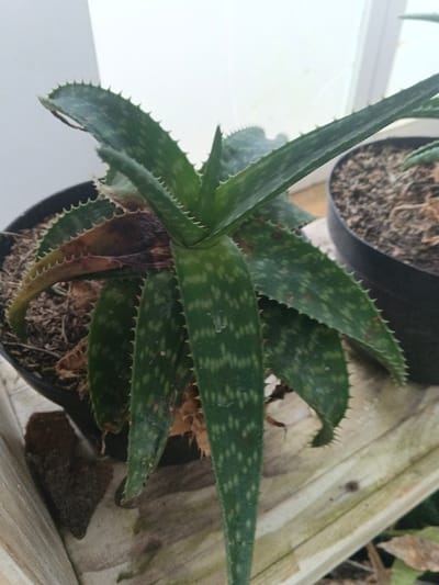 The image depicts a close-up, high-angle view of a potted succulent plant, likely an Aloe species, situated in what appears to be an indoor or sheltered outdoor environment in Munyati, Zimbabwe. The primary subject is a plant with multiple green, fleshy leaves featuring distinctive light green or white spots arranged in horizontal bands. The leaf edges are serrated with small, sharp teeth. Several lower leaves show signs of desiccation or decay, presenting brown and dried areas, particularly near the base of the plant. The plant is contained within a round black plastic pot filled with dark brown soil and dried organic material. To the right, partially visible, is another black plastic pot containing similar dark brown soil. The plants rest on a light-colored, possibly wooden or concrete, surface. A bright, light-colored background, likely a wall or window frame, is visible behind the plants. No individuals are present in the scene, and no overt actions or interactions are depicted beyond the static arrangement of the potted plants.