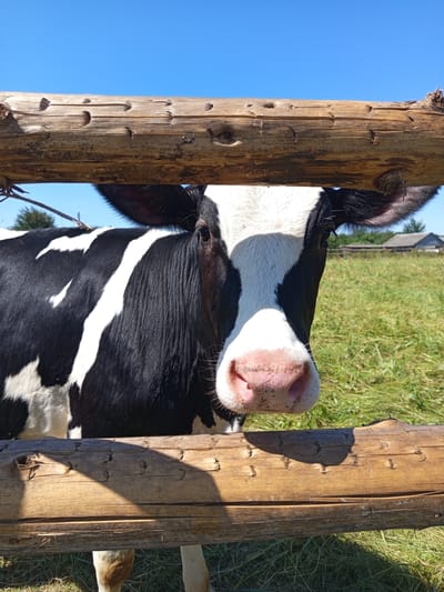 In a sunlit rural setting, a black and white cow stands behind a rustic wooden fence. The cow's head is visible, with its snout and part of its face framed by the fence logs. The cow has distinct black and white markings on its fur. The background consists of a grassy field under a clear blue sky, with a hint of a distant building. The scene appears to be located in a pastoral area, likely a farm or pasture, in the vicinity of Чэрвеньскі сельскі Савет, Belarus. The lighting suggests it is daytime.