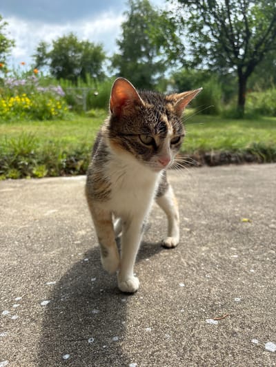 A calico cat lies on a concrete path, looking up and to the right. Its fur is a mix of white, brown, and black, with patches of orange on its legs. The cat's ears are pointed, and its eyes are green. The concrete path is textured and speckled with white spots. To the left of the path is a grassy area with some small wildflowers, predominantly yellow and purple. In the background, there are trees with green leaves and a cloudy sky. The sun is shining, casting a shadow of the cat on the path. The overall scene suggests a warm, possibly sunny day. The image is oriented vertically, with the cat positioned in the lower right quadrant of the frame.