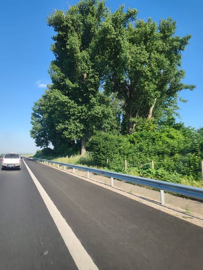 The image captures a bright, sunny day with a clear blue sky over a rural landscape. The foreground features a paved road with a white line marking the lane. A white pickup truck is visible in the left lane, moving away from the viewer. The road is bordered by a metal guardrail and a grassy embankment. To the right of the road, dense green trees and bushes form a natural barrier. Two large, mature trees with full canopies dominate the background, set against the backdrop of the sky. The scene suggests a drive along a highway or main road in a location like Gorni Bogrov, Bulgaria, characterized by open spaces and abundant greenery.