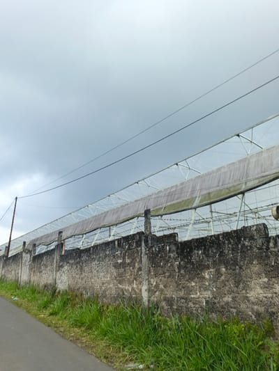 The image displays an outdoor scene in the city of Koipa, Papua New Guinea, under an overcast sky. A narrow asphalt road or path is visible in the lower-left foreground, sloping upwards from left to right. Adjacent to the road, a strip of vibrant green grass extends across the lower-right foreground. A weathered concrete block wall, exhibiting significant dark staining and discoloration, runs parallel to the road across the midground. Integrated into or positioned directly behind this wall are several unpainted concrete posts, some with exposed rebar protruding from their tops. Multiple strands of barbed wire are stretched horizontally above the concrete wall and between these posts, forming a barrier. Behind the wall and barbed wire, a large structure resembling a greenhouse or agricultural shade house is prominent. This structure features a translucent, possibly plastic or fabric, roof supported by a light-colored metal framework. A long, grey fabric banner or protective covering runs horizontally beneath the eaves of the greenhouse structure. Two dark utility lines are visible crossing the upper portion of the frame against the sky, extending horizontally. One brown wooden utility pole is visible on the far left, supporting these lines. A white cylindrical object, possibly a vent or fan, is partially visible on the far right, mounted on the greenhouse structure above the wall. No individuals, actions, or interactions are present in the scene.