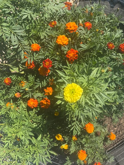 A top-down, medium shot captures a cluster of marigolds in a garden. The flowers are predominantly in shades of orange and yellow, with some showing red undertones. The leaves are a vibrant green, dense, and feathery. A single bright yellow marigold stands out amongst the oranges in the lower center of the frame. The plants are growing in soil and are partially enclosed by a grey metal fence at the bottom and right edges of the image. The scene is illuminated by natural sunlight, casting shadows and highlighting the textures of the petals and leaves. The location is specified as Chernomorskiy, Russia, indicating an outdoor setting within a city.