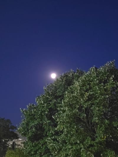 The image captures a moonlit night scene with a bright full moon positioned in the upper-left quadrant of the dark blue sky. A large, leafy tree dominates the right side and lower half of the frame, its foliage a vibrant green against the night sky. The branches of the tree are visible, some silhouetted by the moonlight. In the background, a building with architectural details and illuminated windows is partially obscured by the tree, suggesting an urban setting. The lower left of the image shows more trees and hints of the building's facade. The overall impression is a serene night in a city environment, likely in Worms, Germany, given the context.