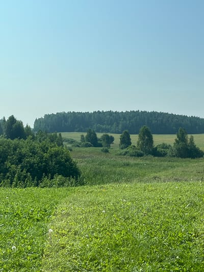 The image depicts a vast, sun-drenched natural landscape under a clear, pale blue sky. The foreground is dominated by a lush, green meadow with scattered white dandelion seed heads and small yellow flowers. This meadow slopes gently upwards, leading to a middle ground characterized by varied vegetation. A dense cluster of dark green trees and shrubs occupies the left side of the middle ground, appearing as a thicket. To the right of this thicket, an open field of tall, green grass stretches out, interspersed with several solitary trees with lighter green foliage. In the background, a continuous expanse of dark green forest forms a distant treeline that stretches across the horizon. The overall scene evokes a peaceful, rural setting, likely in the city of Ol'khovka, Russia, during daylight hours, with no people or man-made structures visible.