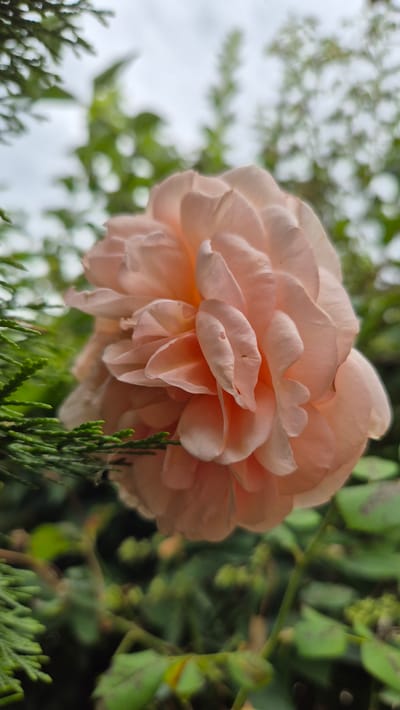 This is a close-up, vertical shot of a soft pink rose bloom with tightly packed petals. The rose is slightly off-center to the right, with its delicate petals catching the light. In the foreground and to the left of the rose, a branch of dark green evergreen foliage is visible, its needles sharp and distinct. The background is a soft blur of green leaves and dappled sunlight, suggesting an outdoor garden setting. The image does not depict any people or specific man-made structures. No information about the location in Doirentsi, Bulgaria is discernible from the visual data.