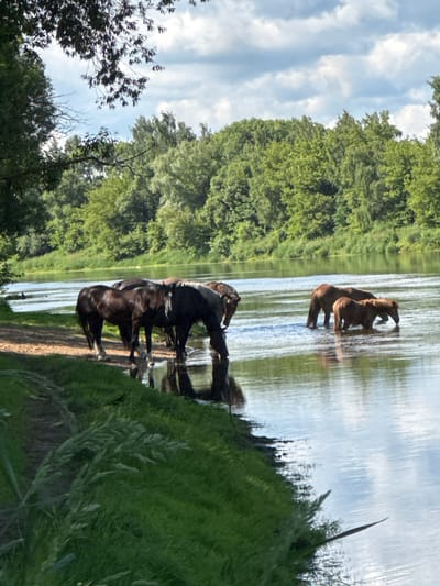 This is a photograph taken in the vicinity of Буйніцкі сельскі Савет, Belarus, showing a serene natural scene. Several horses are partially submerged in a calm river, with some drinking from the water. The horses are of various colors, including black and brown. The riverbank is lined with lush green grass and trees that form a dense forest in the background. The sky above is partly cloudy, with white clouds scattered across a pale blue canvas. The water reflects the sky and the surrounding greenery, creating a tranquil and picturesque atmosphere.