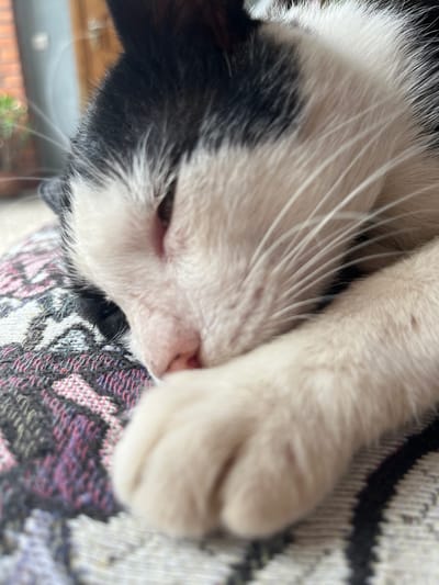 The image is a close-up, low-angle shot of a black and white cat sleeping on a patterned textile. The cat's head is turned to the right, with its eyes closed and its face resting on its paws. The cat has prominent white whiskers and black fur around its ears and forehead, contrasting with its white muzzle and chest. The textile beneath the cat features a repeating geometric pattern in shades of purple, pink, and black. In the blurred background, a wooden door and part of a brick wall are visible, suggesting an indoor setting that opens to an outdoor area. The overall impression is one of domestic tranquility. There is no identifiable information that places this scene in ღრმაღელის თემი, Georgia.