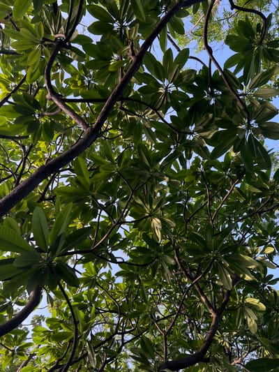 The image displays an upward view of dense green foliage and dark branches of a tree, with patches of clear blue sky visible through the gaps. The leaves are large and oval-shaped, arranged in whorls around the branches. The branches themselves are thick and gnarled, with a rough texture. The lighting suggests it is daytime, with sunlight filtering through the leaves. There are no people or man-made objects visible. The scene appears to be from a natural setting within the city of Nindirí, Nicaragua, likely a park or garden given the lush vegetation.