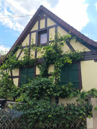 This media file captures the exterior of a traditional half-timbered house in Ittenheim, France. The house features a distinctive yellow facade with dark brown wooden beams forming geometric patterns. A steeply pitched roof, covered in reddish-brown tiles, crowns the structure.
Two dark green shutters are visible, covering windows on the lower level of the house. A single, smaller window is present higher up on the gable. The house is partially overgrown with lush green vines, which climb extensively across the facade and around the windows, suggesting a natural and perhaps well-established garden. The vines are dense and leafy, contributing to a sense of rustic charm.
In the foreground, a rustic wooden fence, constructed from diagonally placed wooden stakes, runs across the bottom of the image. This fence is also partially obscured by greenery, likely from the same vine system or other garden plants. A black mailbox is visible to the left of the fence.
The sky above is a bright blue with scattered white clouds, indicating fair weather and likely daytime. The overall impression is one of a charming, old-world European dwelling, nestled within a verdant landscape. No people are visible in the scene. There is a small white electrical box mounted on a concrete post to the right of the fence, with some faint text that is not legible.