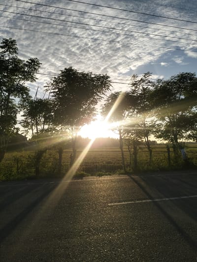 The image captures a sunlit scene in Mee Pangwa, Indonesia. The sun, partially obscured by trees with slender trunks and lush foliage, casts strong rays across a road and a field. The field appears to be filled with vegetation. An asphalt road with a single white line runs in the foreground, and the shadow of the trees is cast across the road. Power lines are visible across the upper portion of the image. The sky is filled with altocumulus clouds. In the distance, there is a house.