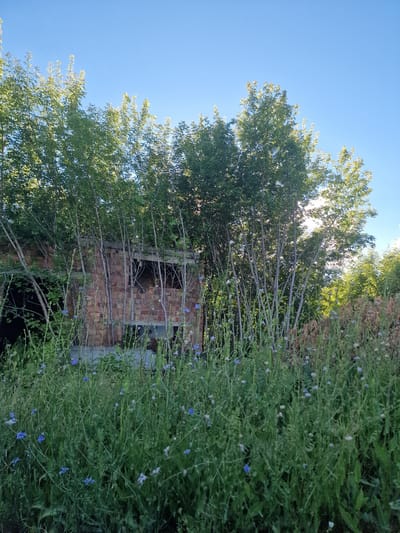 The image depicts an outdoor scene under a clear blue sky. The primary subjects are a partially ruined brick structure and lush green vegetation, including trees and flowering plants. The brick structure appears to be an abandoned building, with exposed brickwork and openings where windows or doors might have been. Thin branches from nearby trees extend towards and in front of the structure.
The vegetation is dense and varied, with tall trees providing a canopy and a foreground filled with smaller plants, some of which are adorned with small blue flowers. The sunlight filtering through the trees suggests it is daytime, likely mid-morning or afternoon. The overall setting appears to be overgrown and somewhat wild, suggesting a location that has been left to nature.
There is no visible activity or event taking place; the scene is static. Notable details include the weathered appearance of the brickwork, the vibrant green of the foliage, and the delicate blue flowers. The sunlight dappling through the leaves adds a sense of natural beauty to the otherwise dilapidated structure. There is no visible text in the image. The location context of Kashgar City, China, is not directly evident from visual cues within the image itself but is provided as additional information.