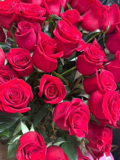 A close-up, top-down shot captures a vibrant bouquet of red roses in Cumming, Georgia. The flowers, in various stages of bloom, showcase rich, velvety petals. Some roses are fully open, revealing their intricate centers, while others remain partially closed, their buds tightly furled. Lush green leaves are interspersed among the blooms, providing a contrasting backdrop. The lighting is soft, highlighting the texture and deep color of the roses. There are no people or discernible background elements that would suggest a specific location within the city.