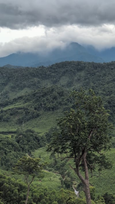 The image depicts a mountainous landscape in Trường Sơn Commune, Vietnam, under a heavy, overcast sky with dark, swirling clouds obscuring the peaks. The foreground features a large, leafy tree with a thick, gnarled trunk. In the mid-ground, lush, green hills are covered in dense vegetation, with visible terracing or cultivation patterns on some slopes. A narrow, winding path or stream can be seen traversing the terrain. The background reveals further layers of rolling hills and mountains, fading into the atmospheric haze. The overall impression is one of a remote, natural environment experiencing inclement weather.