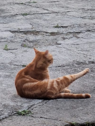 A ginger tabby cat is sitting on a gray, paved surface, possibly a sidewalk or patio, in Nabran, Azerbaijan. The cat is facing away from the camera, with its body turned to the left. Its right front leg is extended forward, with the paw pointing upwards. The cat's tail is also extended to the right. Small patches of green grass are visible growing through cracks in the pavement around the cat. The overall lighting suggests it is daytime, possibly overcast.