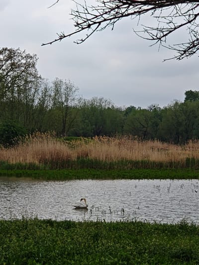 The image depicts a serene, natural scene, potentially located near the city of Khrinivka, Ukraine. In the foreground, lush green vegetation lines the bank of a body of water, possibly a pond or a slow-moving river. A lone swan floats gracefully in the water. Behind the body of water, tall, dry reeds or grasses form a dense barrier, leading to a line of trees in varying shades of green. The sky is overcast, casting a muted, grey light over the entire scene. Bare branches from a tree are visible in the upper part of the frame, adding a touch of autumnal or winter ambiance. There are no people visible in the image.