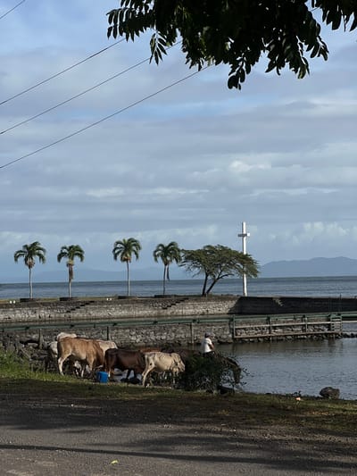 This image depicts a waterside scene in Altagracia, Nicaragua, characterized by a calm body of water, likely Lake Nicaragua, and a cloudy sky. In the foreground, a dirt road runs parallel to the water's edge. A herd of cattle, varying in color from light tan to dark brown, graze and drink from the water. Some of the cows have markings on their bodies. A blue plastic container is visible among the cows.
Along the shoreline, a stone wall acts as a barrier, topped with a green metal fence. Beyond this, a white cross stands prominently against the sky, situated near a small, windswept tree. Four palm trees are planted in a row along the stone embankment, further enhancing the tropical ambiance. In the distance, a range of hazy mountains is visible across the water. A single individual wearing a white shirt and a blue cap is seated near the water's edge, facing away from the camera, with some cows positioned around them. Overhead, power lines traverse the sky, and the dark leaves of a tree branch extend from the top of the frame.