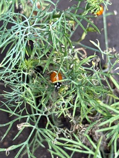A ladybug is seen on a dill plant in Troitske, Ukraine. The ladybug is bright orange with black spots. The dill plant is green and leafy, with some brown, dried-out leaves also visible. The background is a dark, blurry soil.
