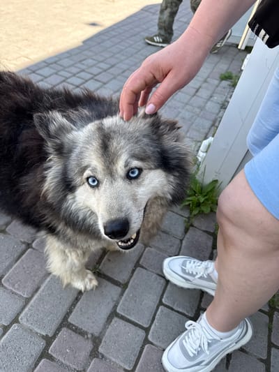 A medium shot captures a dog with striking blue eyes, its head tilted slightly as a person's hand gently pets its fur. The dog is positioned on a paved walkway, with its body taking up the left portion of the frame. Its fur is a mix of black, gray, and white, with distinct markings around its face. The dog's mouth is slightly open, revealing its teeth. In the background, the lower legs of two individuals are visible. One person is wearing light blue shorts and white sneakers, standing to the right of the dog. The other person, further in the background and on the left, is wearing camouflage pants and dark sneakers. The environment appears to be an outdoor setting with a paved area made of rectangular gray stones. The scene is likely situated in the city of Onguday, Russia, given the context of the request.