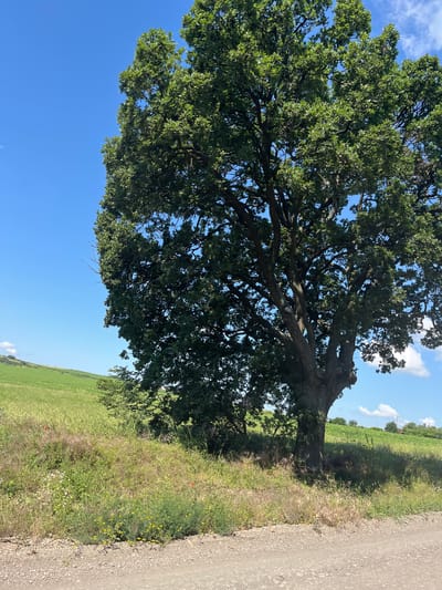 A large, mature oak tree with dense green foliage stands prominently on the right side of the frame. Its thick trunk and spreading branches dominate the center and right portions of the image. The tree is situated on a grassy embankment next to a dirt road that runs along the bottom of the frame. The embankment is covered in various types of grasses and wildflowers, some of which are yellow and red. In the background, a gently sloping green field stretches towards the horizon, under a clear blue sky with scattered white clouds. The overall scene depicts a rural, natural landscape, possibly in the outskirts of Poroy, Bulgaria. There are no people or animals visible in the image. The lighting suggests it is daytime, likely late morning or early afternoon.