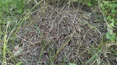 The image shows a close-up view of an anthill constructed from twigs, grass, and other organic debris, situated in a natural environment. The anthill is dome-shaped and occupies the central portion of the frame. Surrounding the anthill is a carpet of green grass and dried leaves, suggesting it is located in a wooded or park area. The lighting indicates it is daytime, with shadows playing on the textured surface of the anthill. No specific landmarks or architectural elements are visible, making it impossible to pinpoint the exact location within Mikhaylovka, Russia. The scene is devoid of human presence or any discernible activity.