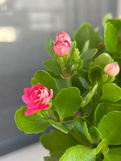 This is a close-up, high-angle, macro photograph of a Kalanchoe plant with vibrant pink and green hues. The plant is in focus, showcasing its plump, succulent leaves with scalloped edges and several tightly furled flower buds in varying shades of pink. One fully bloomed flower, on the left side of the frame, exhibits intricate, layered petals transitioning from a deep fuchsia to a lighter pink in the center. The background is softly blurred, appearing as a muted gray, possibly indicating an indoor setting with natural light coming from a window. There are no people, actions, or interactions visible in the image. The scene offers no specific clues that would allow for pinpointing a location within Plovdiv, Bulgaria.